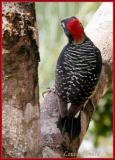 Black-cheeked Woodpecker / Pic de Pucheran