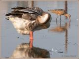Possible hybride Oie cendre domestique X Oie cygnode domestique / Domestic Greylag Goose X Domestic Chinese Goose hybrid