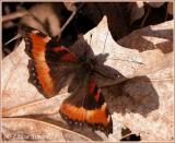 Petite vanesse / Milberts Tortoise-shell / Aglais milberti milberti