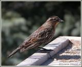 Carouge  paulettes (Red-winged Blackbird)