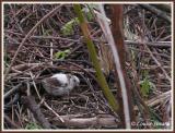 Bruant chanteur leucique / Leucistic Song Sparrow