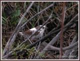 Bruant chanteur leucique / Leucistic Song Sparrow