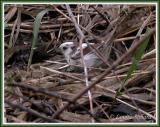Bruant chanteur leucique / Leucistic Song Sparrow