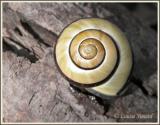 Escargot / Snail