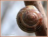 Escargot / Snail