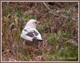 Merle dAmrique leucique / Leucistic American Robin