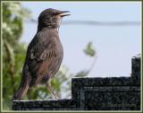 Etourneau sansonnet (European Starling)