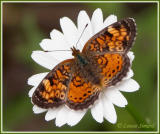 Croissant perl / Pearl Crescent / Phyciodes tharos tharos