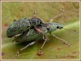 Charanon  / Weevil