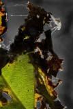 amist the decay