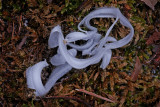 Frost Flower II