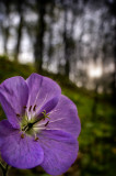 native geranium