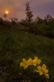 Evening Primroses: Ladies of the Night