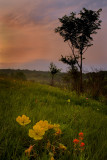 Glade view