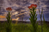 butterfly weed