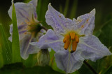 Horse Nettle (Solanum carolinense)