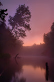 Pink Mist