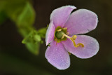 Rose Gentian (Sabatia angularis)