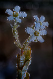 wet bouquet