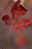 Sumac