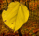 Big Leaf