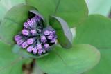 Virginia bluebell (Mertensia virginica)