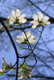 Dogwoods in Spring