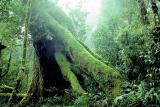 Antarctic Beech