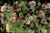 Seaside Daisy (Erigeron glaucus)