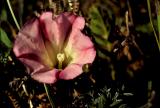 Morning Glory