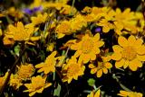 Golden Fields