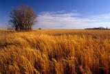 Golden Prairie