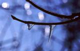 Frozen Rain