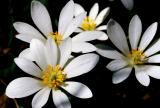 Blootroot (Sanguinaria candensis)