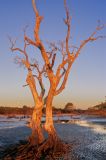 dead wood