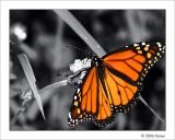 Monarch Beauty