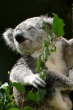 Koala at Wildlife World