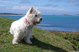 Scilly dog