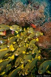 SweetLips1.jpg