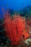 whipCoral.jpg