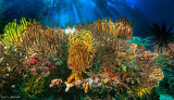 Images From Raja Ampat
