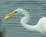 Egret