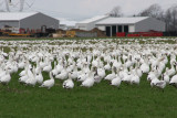 More Snow Geese