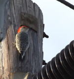 Red - Bellied Woodpecker