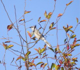 American Blue Jay