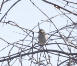 Clay-colored Sparrow