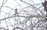 Clay-colored Sparrow