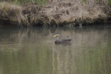 American Black Duck