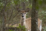 White-tailed Deer