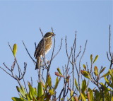 Savannah Sparrow